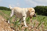 LABRADOR 466